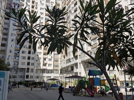 Elan №6221905 - Bakı, 20 Yanvar m., 3 otaqlı, 120 m², 10/18 mərtəbə