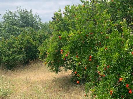 Elan №6223711 - Bakı, Nardaran q., 20 sot