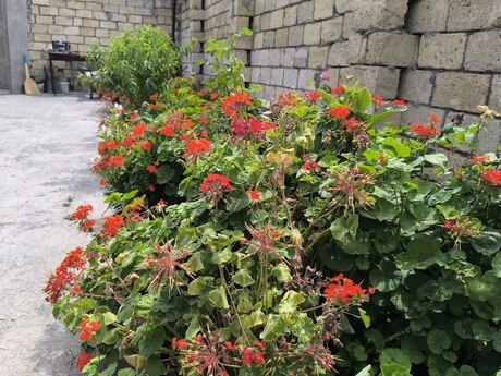 4 otaqlı həyət evi, 130 m², Novxanı: 135 000 ₼ 5