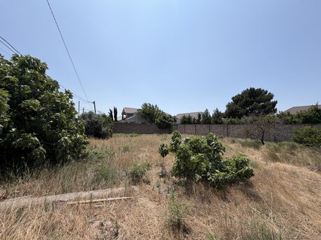 Albalılıq q.
