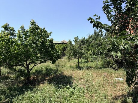 Buzovna q.