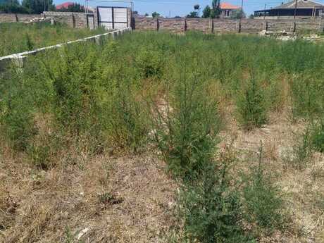 Elan №6177750 - Bakı, Nardaran q., 12 sot