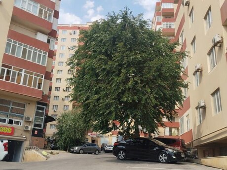 Elan №6238221 - Bakı, Həzi Aslanov m., 145 m²