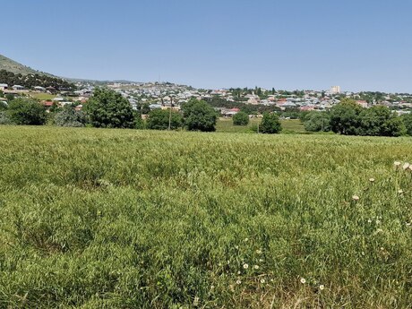 Şamaxı