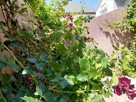 5 otaqlı həyət evi, 140 m², Masazır: 89 000 ₼ 3