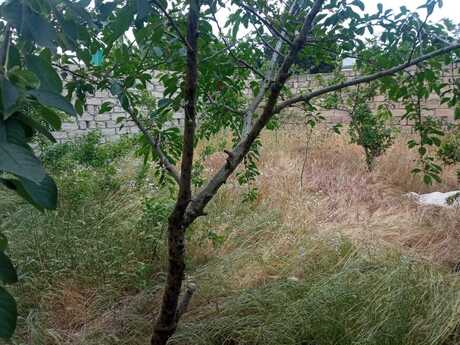 3 otaqlı həyət evi, 120 m², Buzovna: 175 000 ₼ 3