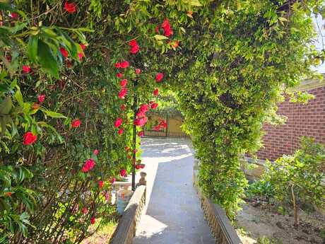 5 otaqlı həyət evi/bağ evi - Binə q. - 168 m²