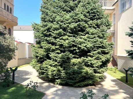 8 otaqlı həyət evi, 600 m², Nəsimi: 2 500 000 ₼ 2