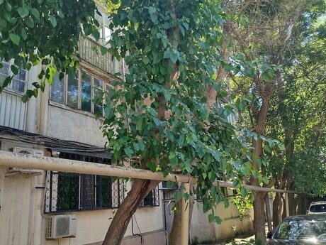Elan №6290762 - Bakı, İnşaatçılar m., 3 otaqlı, 65 m², 2/5 mərtəbə