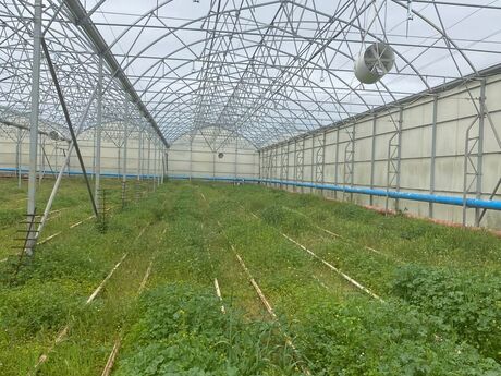 Elan №6298642 - Bakı, Zirə q., 1500 m²