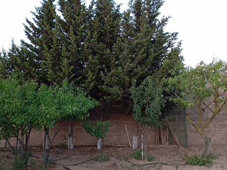 2 otaqlı həyət evi/bağ evi - Albalılıq q. - 30 m²