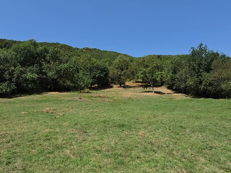 Torpaq - Şamaxı - 42.1 sot