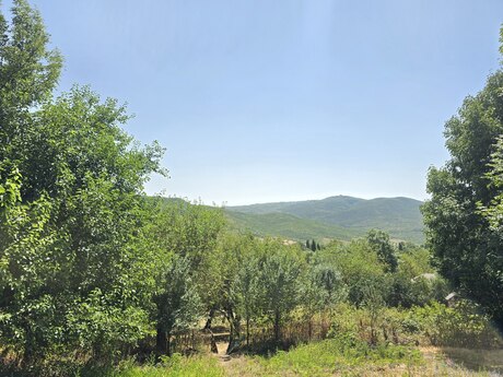 Torpaq - Şamaxı - 42.1 sot