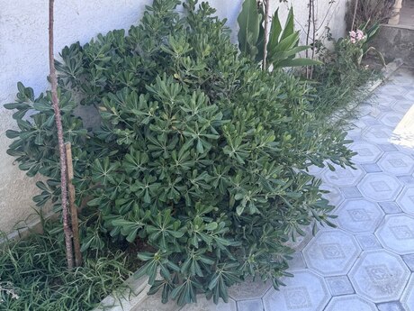 7 otaqlı həyət evi, 280 m², Biləcəri: 240 000 ₼ 5