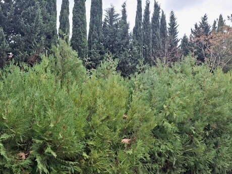 7 otaqlı həyət evi, 400 m², Görədil: 450 000 ₼ 4