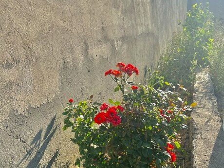 4 otaqlı həyət evi, 185 m², Qobu: 80 000 ₼ 5