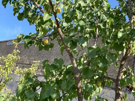 5 otaqlı həyət evi, 160 m², Bilgəh: 275 000 ₼ 5