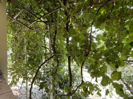 5 otaqlı həyət evi, 200 m², Novxanı: 255 000 ₼ 2