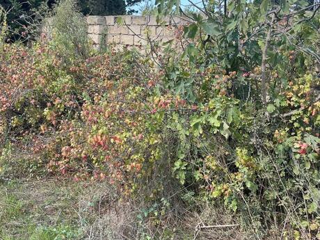 3 otaqlı həyət evi, 100 m², Novxanı: 85 000 ₼ 5
