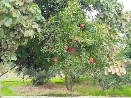 3 otaqlı həyət evi, 100 m², Sea Breeze: 240 000 ₼ 5