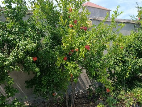 3 otaqlı həyət evi, 100 m², Görədil: 165 000 ₼ 2
