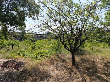 5 otaqlı həyət evi, 250 m², Görədil: 350 000 ₼ 5