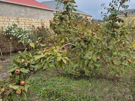 6 otaqlı həyət evi, 242 m², Müşfiqabad: 125 000 ₼ 2