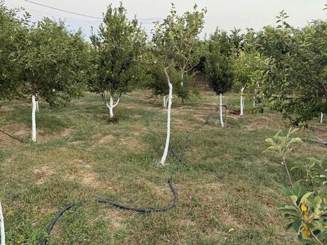 1 otaqlı həyət evi, 50 m², Türkan: 60 000 ₼ 4