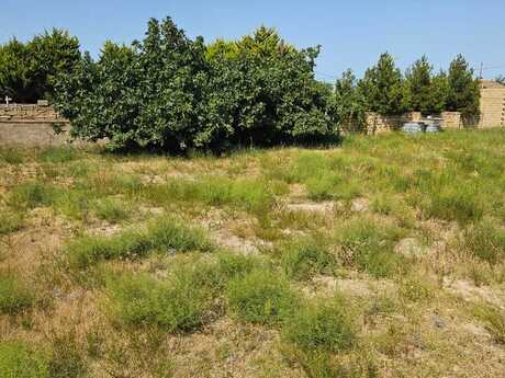 Elan №6404557 - Bakı, Görədil q., 10 sot