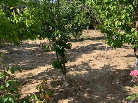 Elan №6404696 - Bakı, Görədil q., 12 sot