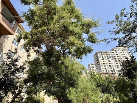 2-комнатная квартира, 50 м², Dərnəgül: 138 000 ₼ 2