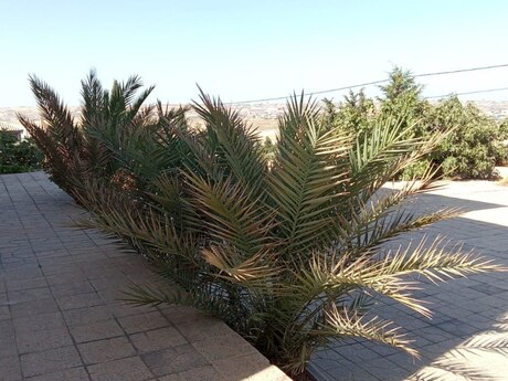 5 otaqlı həyət evi, 200 m², Binəqədi: 160 000 ₼ 5