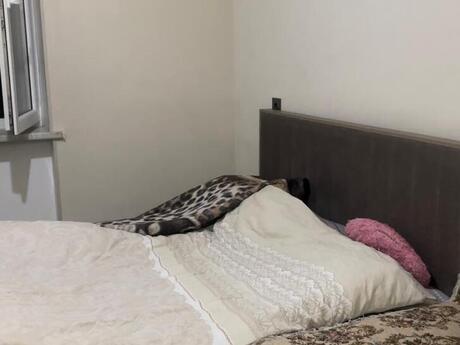 Kirayə 1 otaqlı mənzil, 35 m², Elmlər Akademiyası: 250 ₼/ay 3
