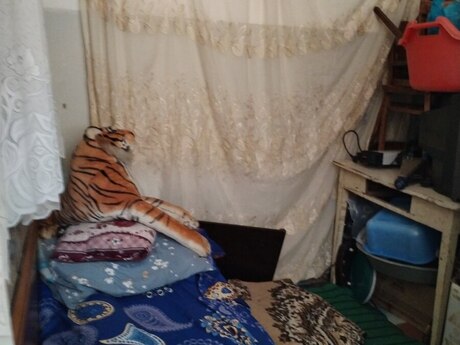 Kirayə 1 otaqlı mənzil, 32 m², Binəqədi: 350 ₼/ay 2