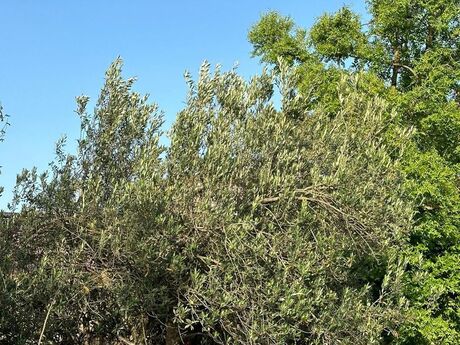 7 otaqlı həyət evi, 160 m², Sabunçu: 255 000 ₼ 4