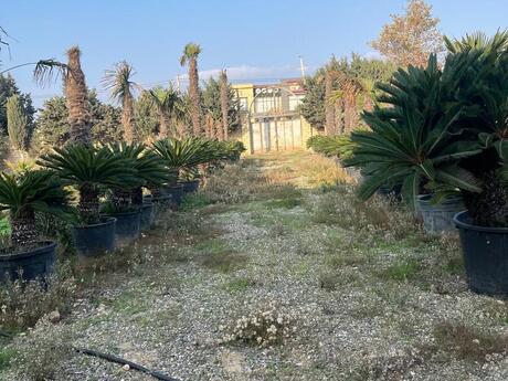 14 otaqlı həyət evi, 1 250 m², Novxanı: 1 450 000 ₼ 4