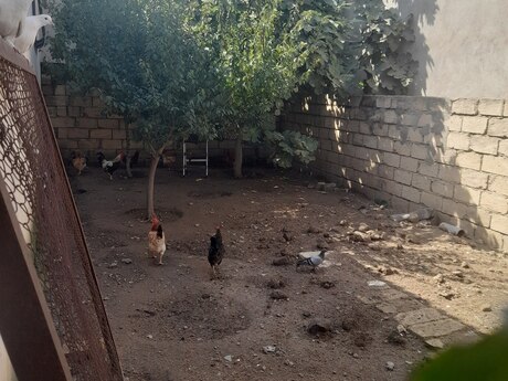4 otaqlı həyət evi, 95 m², Biləcəri: 165 000 ₼ 3