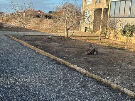 6 otaqlı həyət evi, 260 m², Saray: 255 000 ₼ 2