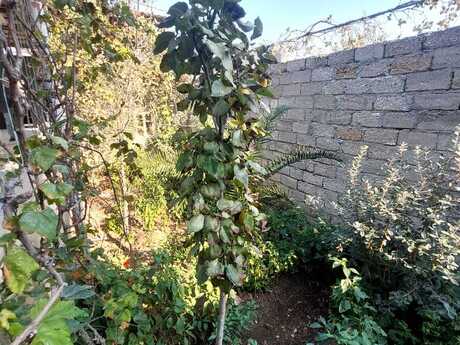 4 otaqlı həyət evi, 165 m², Buzovna: 155 000 ₼ 2