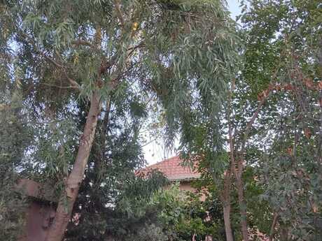 6 otaqlı həyət evi, 264 m², Şağan: 425 000 ₼ 5