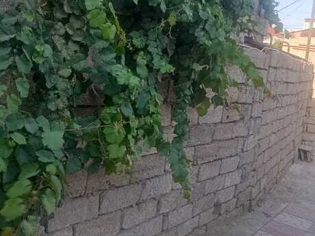 3 otaqlı həyət evi, 100 m², Əhmədli: 150 000 ₼ 4