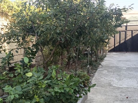 7 otaqlı həyət evi, 240 m², Biləcəri: 155 000 ₼ 2