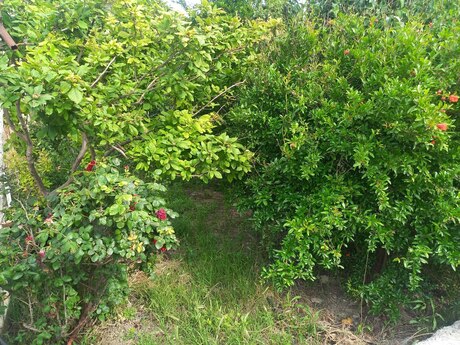 9 otaqlı həyət evi, 215 m², Masazır: 190 000 ₼ 3