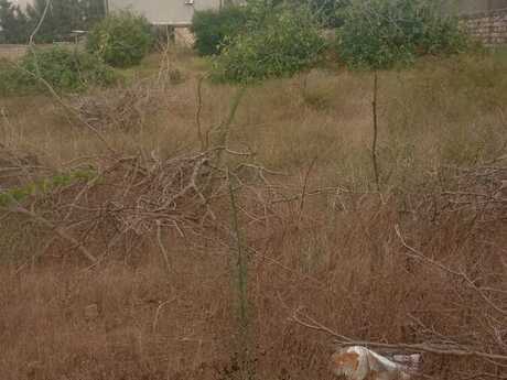 Elan №6445277 - Bakı, Bilgəh q., 22 sot