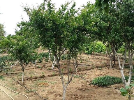 5 otaqlı həyət evi, 400 m², Görədil: 210 000 ₼ 4