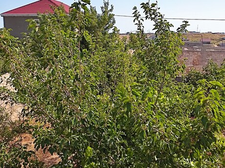 5 otaqlı həyət evi, 120 m², Dübəndi: 82 000 ₼ 3