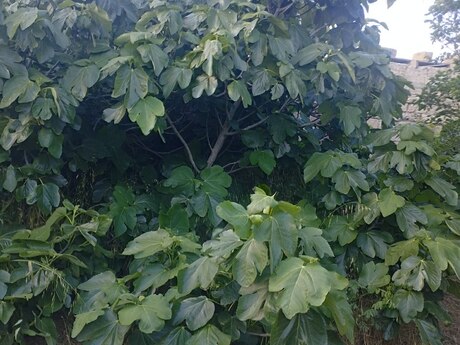 4 otaqlı həyət evi, 87 m², Türkan: 95 000 ₼ 2