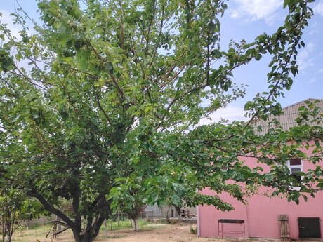 4 otaqlı həyət evi, 180 m², Saray: 259 000 ₼ 3
