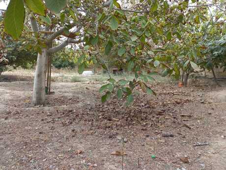 3 otaqlı həyət evi, 150 m², Saray: 100 000 ₼ 5