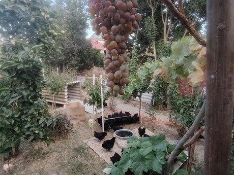 4 otaqlı həyət evi, 134 m², Qaraçuxur: 155 000 ₼ 2